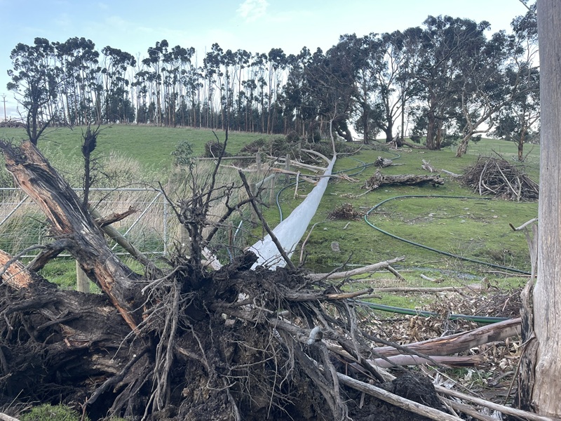 Image of a fallen tree requiring prompt repair